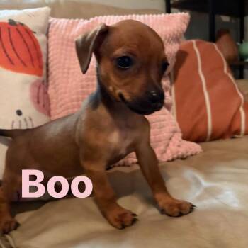 Boo -  Dachshund and Rat Terrier Dog for Adoption in Enterprise, Alabama - Boo | PetCurious