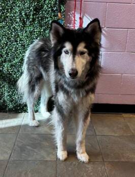 Husky and Mixed Breed Dogs Available for Adoption - 60638738 | PetCurious