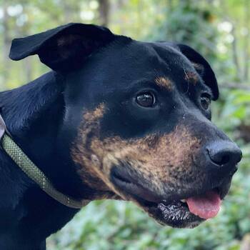 Shannon -  Rottweiler and Black And Tan Coonhound Dog for Adoption in Roswell, Georgia - Shannon | PetCurious