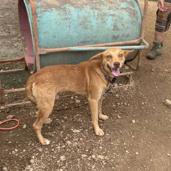 Marmite -  Terrier and Mixed Breed Dog for Adoption in Austin, Texas - Marmite | PetCurious