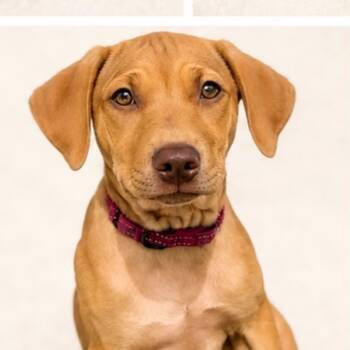MINDY -  Labrador Retriever Dog for Adoption in Largo, Florida - MINDY | PetCurious