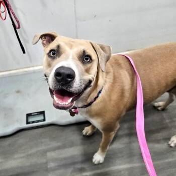 Maple -  Pit Bull Terrier and Mixed Breed Dog for Adoption in Corpus Christi, Texas - Maple | PetCurious