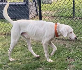 Rhino -  Hound and Mixed Breed Dog for Adoption in Conway, South Carolina - Rhino | PetCurious