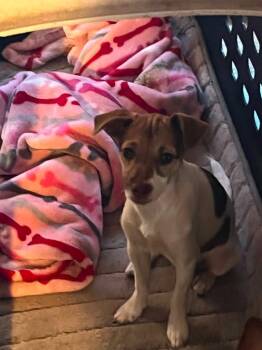 Bailey -  Terrier and Mixed Breed Dog for Adoption in Newman, California - Bailey | PetCurious
