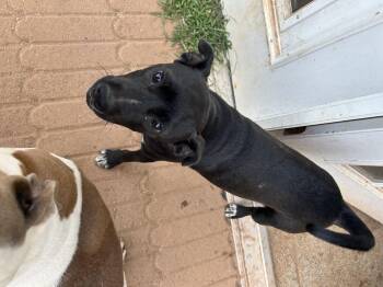 Rescue Labrador Retriever Dogs for Adoption in Williamston, South Carolina - Winston | PetCurious