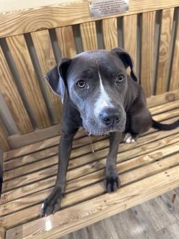 Staffordshire Bull Terrier and Mixed Breed Dogs Available for Adoption - Zivah 25 | PetCurious