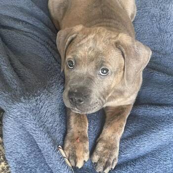 Boxer and American Bulldog Dogs Available for Adoption in Shakopee, Minnesota - Coco | PetCurious