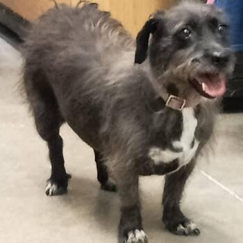 Tophy -  Terrier and Mixed Breed Dog for Adoption in Tacoma, Washington - Tophy | PetCurious