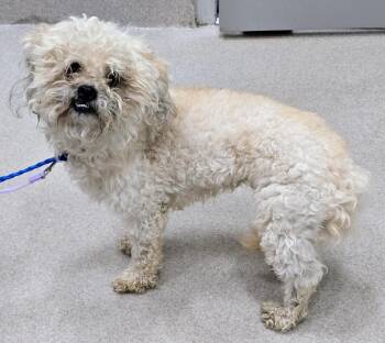 26-468 -  Poodle Dog for Adoption in Lindenhurst, New York - 26-468 | PetCurious