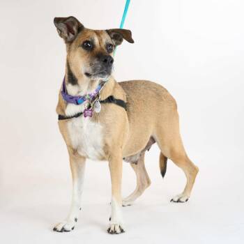 Molly J 14175 -  Shepherd Dog for Adoption in San Francisco, California - Molly J 14175 | PetCurious