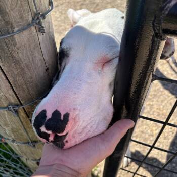 Milo -  Great Dane Dog Available for Adoption in Quakertown, Pennsylvania - Milo | PetCurious