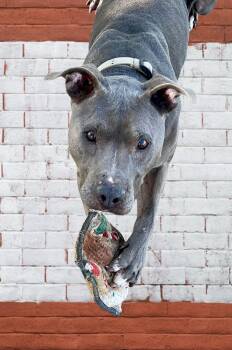 Tommy -  Pit Bull Terrier Dog for Adoption in Ventura, California - Tommy | PetCurious