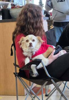 Cocker Spaniel and Chihuahua Dogs Available for Adoption - Monte | PetCurious