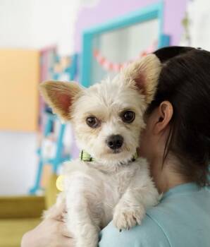 Spanky -  Shih Tzu Dog for Adoption in Pasadena, California - Spanky | PetCurious