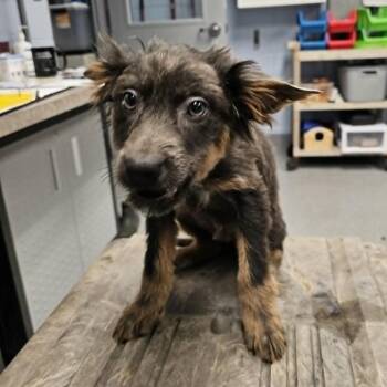 Theodore -  Australian Shepherd and Mixed Breed Dog for Adoption in Fredericksburg, Virginia - Theodore | PetCurious