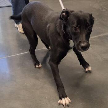 Tiny -  Labrador Retriever and Terrier Dog for Adoption in Voorhees Township, New Jersey - Tiny | PetCurious
