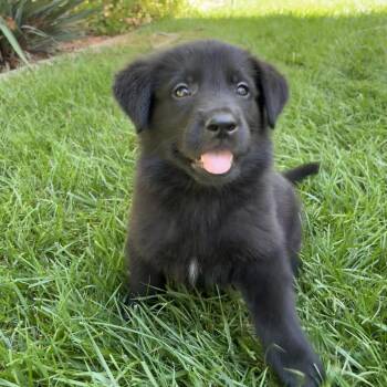 Tetra -  Black Labrador Retriever and Mixed Breed Dog for Adoption in Hawthorne, California - Tetra | PetCurious