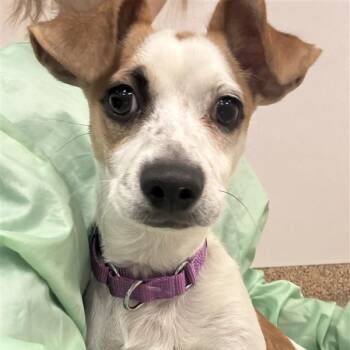 Joey -  Jack Russell Terrier Dog for Adoption in Tempe, Arizona - Joey | PetCurious