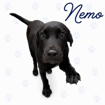 Nemo -  Mixed Breed Dog for Adoption in Memphis, Tennessee - Nemo | PetCurious