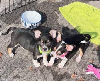 Chihuahua and Dachshund Dogs Available for Adoption - Alana  | PetCurious