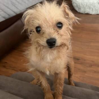 Suki 22390 -  Yorkshire Terrier and Mixed Breed Dog for Adoption in Cumming, Georgia - Suki 22390 | PetCurious