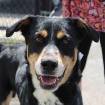 Rescue Bernese Mountain Dog and Labrador Retriever Dogs for Adoption in Decatur, Michigan - Grizzly | PetCurious