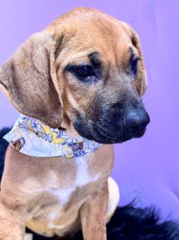 Rescue Black Mouth Cur Dogs for Adoption in Nahunta, Georgia - GRETAL | PetCurious