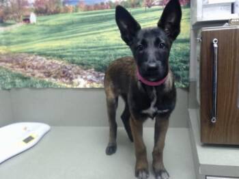 ANAYA -  Belgian Shepherd Malinois and Mixed Breed Dog for Adoption in Moreno Valley, California - ANAYA | PetCurious