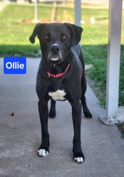 Ollie -  Labrador Retriever and Mixed Breed Dog for Adoption in Clinton, Missouri - Ollie | PetCurious