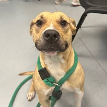 Rescue Mixed Breed Dogs for Adoption in Philadelphia, Pennsylvania - Margaret | PetCurious