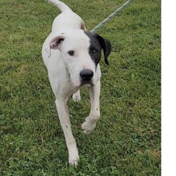 Rocky -  Pointer and Mixed Breed Dog for Adoption in Spring Hill, Kansas - Rocky | PetCurious