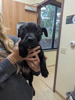 Blackbeard -  Mixed Breed Dog for Adoption in West Chester, Pennsylvania - Blackbeard | PetCurious