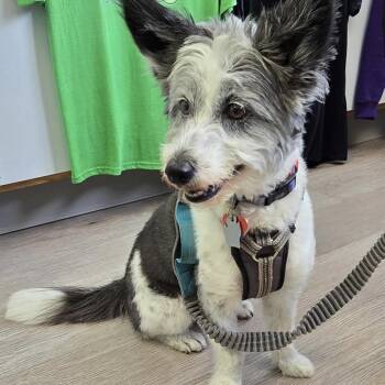 Pepper OS 1120 -  Miniature Poodle and Cardigan Welsh Corgi Dog for Adoption - Pepper OS 1120 | PetCurious