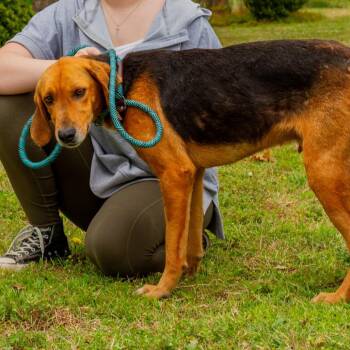 Hound Dogs Available for Adoption in Windsor, Virginia - Slim Jim | PetCurious