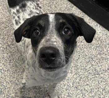 Sequoia -  Australian Cattle Dog Blue Heeler Dog for Adoption in Golden, Colorado - Sequoia | PetCurious