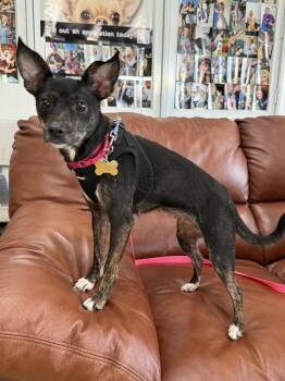 Chicken Nugget -  Chihuahua Dog for Adoption in Mundelein, Illinois - Chicken Nugget | PetCurious