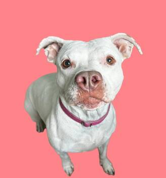 Rescue American Staffordshire Terrier Dogs for Adoption in Brunswick, Ohio - Mavis | PetCurious