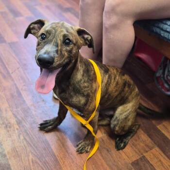 Doby -  Collie Dog for Adoption in Wahiawa, Hawaii - Doby | PetCurious