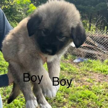Anatolian Shepherd and Shepherd Dogs Available for Adoption in Pittsburg, Kansas - Inco | PetCurious