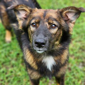 Chocolate -  Golden Retriever Dog for Adoption in Montgomery, Alabama - Chocolate | PetCurious
