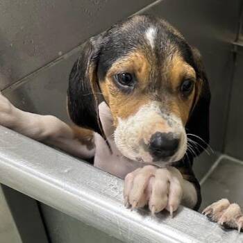 Piper -  Beagle Dog for Adoption in Lyndhurst, Virginia - Piper | PetCurious