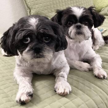 Rescue Shih Tzu Dogs for Adoption in Plano, Texas - Shortstop Miller | PetCurious