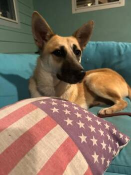 26Victor -  German Shepherd Dog Dog for Adoption in Shingle Springs, California - 26Victor | PetCurious