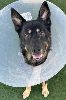 Kronos -  German Shepherd Dog Dog for Adoption in Sacramento, California - Kronos | PetCurious