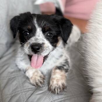 Bessie -  Maltese and Mixed Breed Dog for Adoption in Southside, Tennessee - Bessie | PetCurious