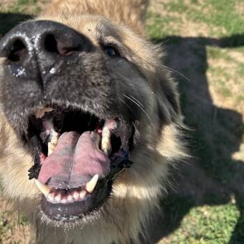 Golden Retriever and Great Pyrenees Dogs Available for Adoption in West Point, Mississippi - Beary | PetCurious
