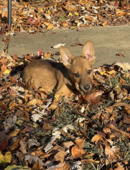 Rescue Chihuahua and Dachshund Dogs for Adoption in Ball Ground, Georgia - Max | PetCurious