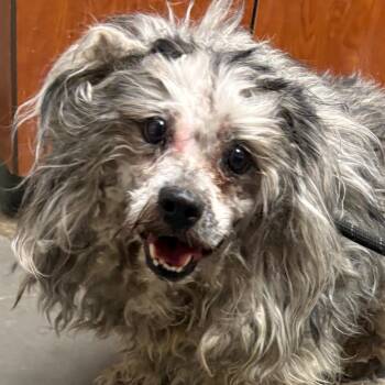 Terrier and Mixed Breed Dogs Available for Adoption in Yuma, Arizona - Conrad | PetCurious