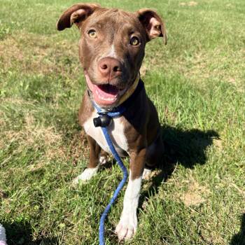 Alexa -  Pit Bull Terrier Dog for Adoption in Allegan, Michigan - Alexa | PetCurious