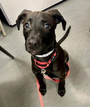 PICNIC -  Labrador Retriever Dog for Adoption in San Francisco, California - PICNIC | PetCurious